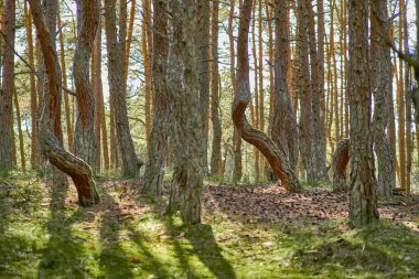 Kaliningrad bölgesinin Curonian Spit 'inde dans eden orman