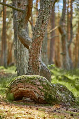 Kaliningrad bölgesinin Curonian Spit 'inde dans eden orman