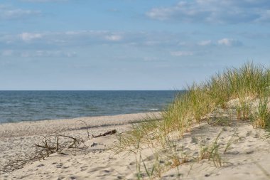 Kum tepeleri Rus Curonian Spit bölüm. Kaliningrad bölgesi, Rusya Federasyonu