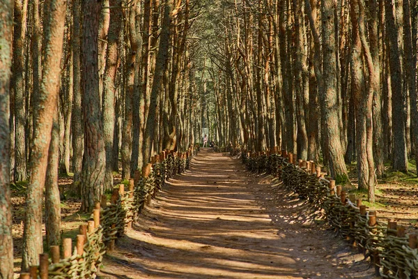 Kaliningrad bölgesinin Curonian Spit 'inde dans eden orman