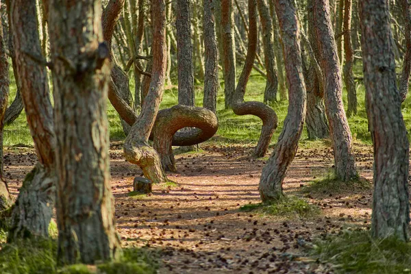 Dansbos Aan Kroatische Spit Van Regio Kaliningrad — Stockfoto