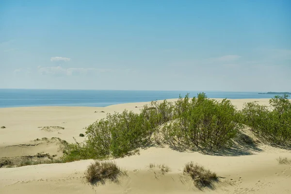 Sanddynerna Ryssen Delen Kuriska Näset Kaliningrad Region Ryssland — Stockfoto