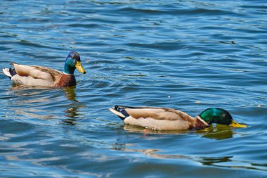 Yazın Kaliningrad gölündeki ördekler