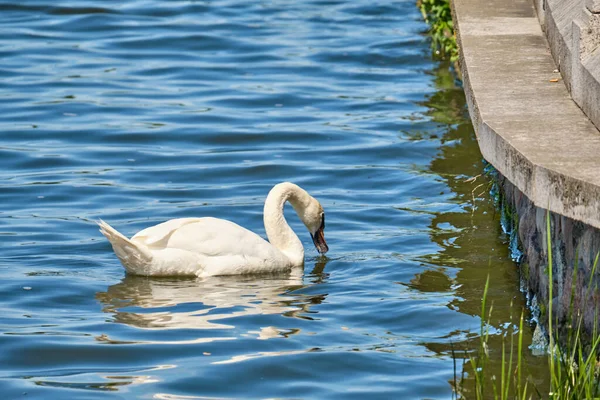 Der Weiße Schwan Teich Von Kaliningrad Sommer Tagsüber — Stockfoto
