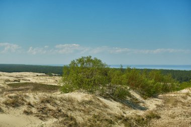Kum tepeleri Rus Curonian Spit bölüm. Kaliningrad bölgesi, Rusya Federasyonu