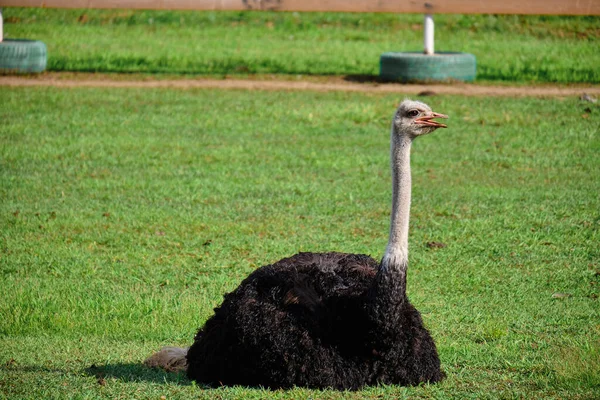 Ostrich on the green lawn — Stock Photo, Image