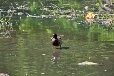 Yazın Kaliningrad gölündeki ördekler
