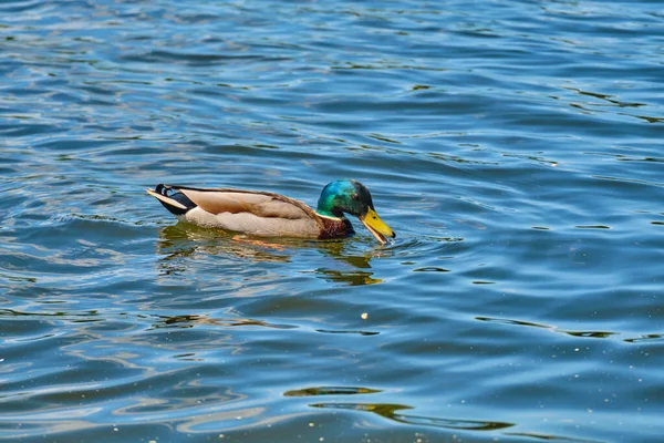 Patos Estanque Kaliningrado Verano — Foto de Stock