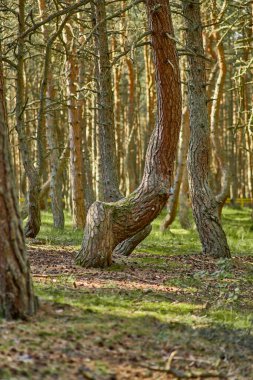 Kaliningrad bölgesinin Curonian Spit 'inde dans eden orman