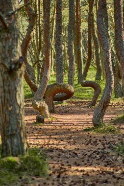 Kaliningrad bölgesinin Curonian Spit 'inde dans eden orman