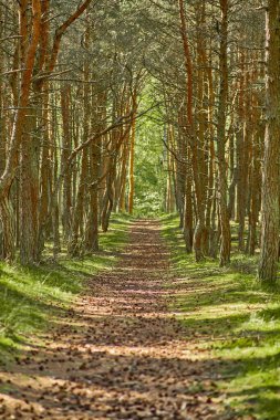Kaliningrad bölgesinin Curonian Spit 'inde dans eden orman