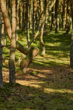 Kaliningrad bölgesinin Curonian Spit 'inde dans eden orman