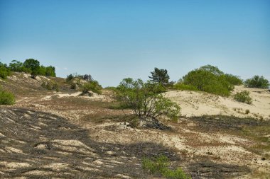 Kum tepeleri Rus Curonian Spit bölüm. Kaliningrad bölgesi, Rusya Federasyonu