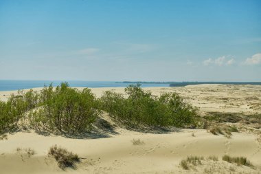 Kum tepeleri Rus Curonian Spit bölüm. Kaliningrad bölgesi, Rusya Federasyonu