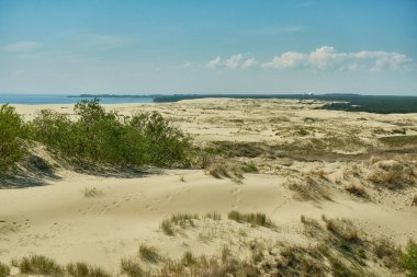 Kum tepeleri Rus Curonian Spit bölüm. Kaliningrad bölgesi, Rusya Federasyonu