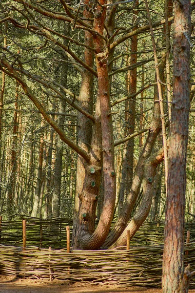 Foresta Danzante Sullo Sputo Curoniano Della Regione Kaliningrad — Foto Stock