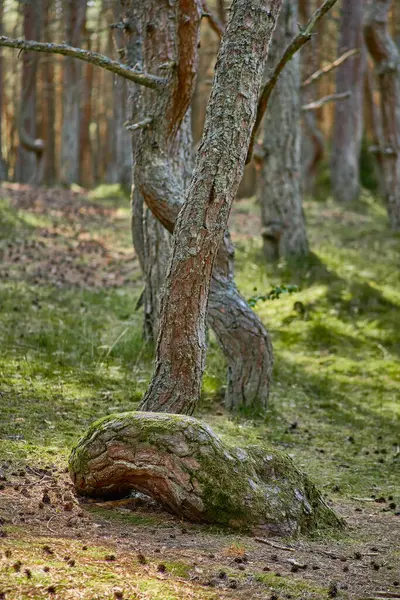 Dansbos Aan Kroatische Spit Van Regio Kaliningrad — Stockfoto