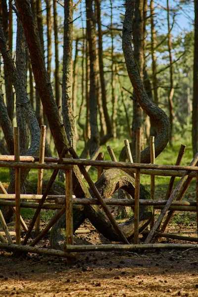 Dansbos Aan Kroatische Spit Van Regio Kaliningrad — Stockfoto