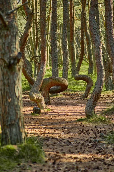 Floresta Dançante Cuspo Curoniano Região Kaliningrado — Fotografia de Stock