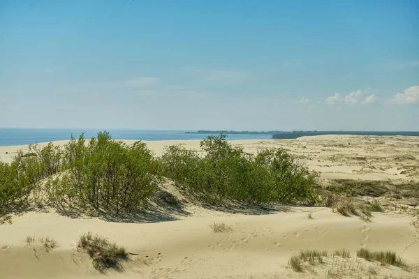 Dunas Areia Parte Russa Curonian Spit Kaliningrado Rússia — Fotografia de Stock