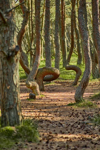 カリーニングラード地方のカロン地方の踊りの森 ストック画像