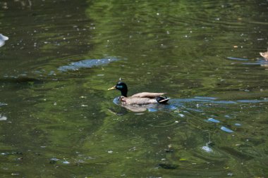 Yazın Kaliningrad gölündeki ördekler