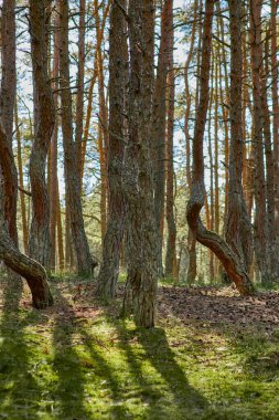 Kaliningrad bölgesinin Curonian Spit 'inde dans eden orman