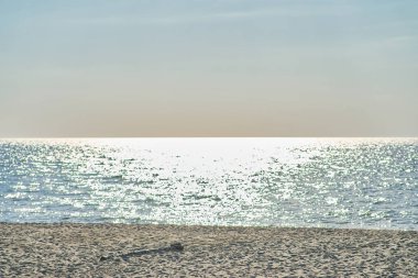 Kum tepeleri Rus Curonian Spit bölüm. Kaliningrad bölgesi, Rusya Federasyonu