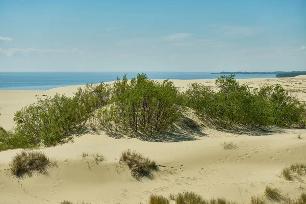 俄罗斯部分的沙丘 Curonian 俄罗斯加里宁格勒地区 — 图库照片
