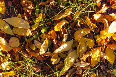 Sarı, turuncu ve yeşil yapraklar sonbahar ağaçlarından düşer ve soğuk zemine uzanır..