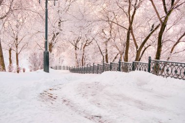 Khabarovsk Kültür ve Rekreasyon Parkı, Rusya Sabahın köründe yoğun kar yağışı sonrasında. Karda ağaçlar