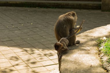 Ubud Maymun Ormanında Maymunlar, Bali, Endonezya