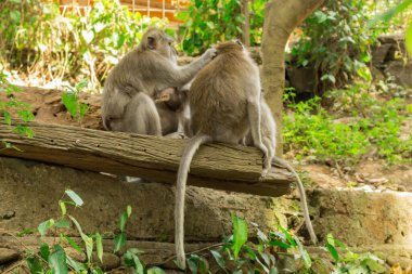 Ubud Maymun Ormanında Maymunlar, Bali, Endonezya