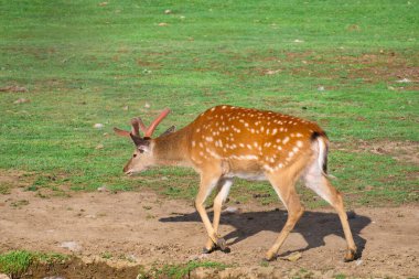 Rusya 'nın Khabarovsk kentindeki özel bir hayvanat bahçesinde geyik yürüyüşü