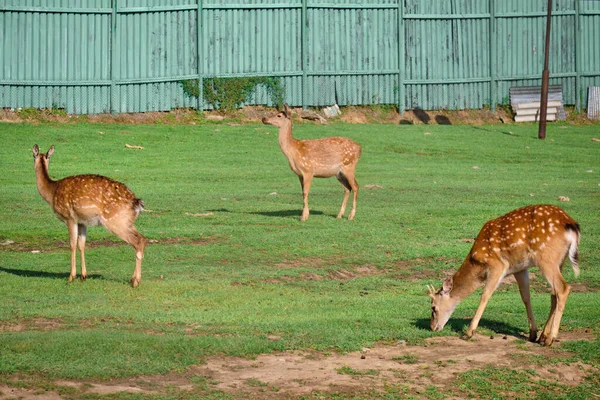 Paseo Ciervos Césped Verde Zoológico Privado Khabarovsk Rusia — Foto de Stock