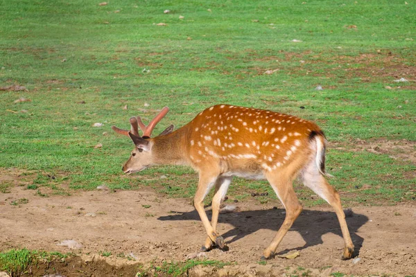 Rusya 'nın Khabarovsk kentindeki özel bir hayvanat bahçesinde geyik yürüyüşü