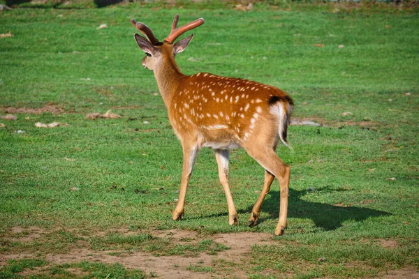 ロシアのハバロフスクにある私立動物園の緑の芝生の上を歩く鹿 — ストック写真