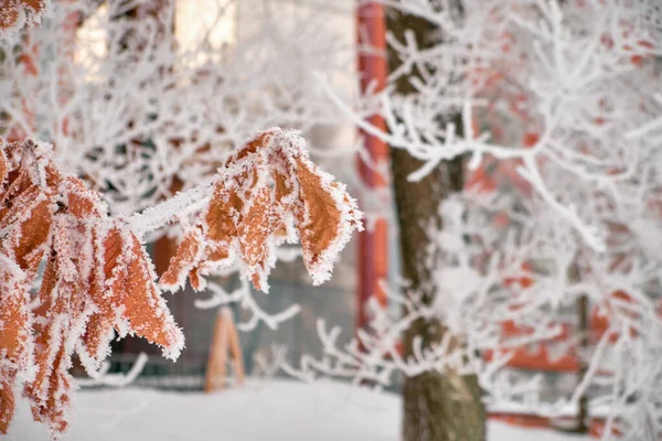 Autumn Oak Brown Leaves Snow — Stock Photo, Image