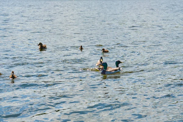 夏のカリーニングラードの池のアヒル. — ストック写真