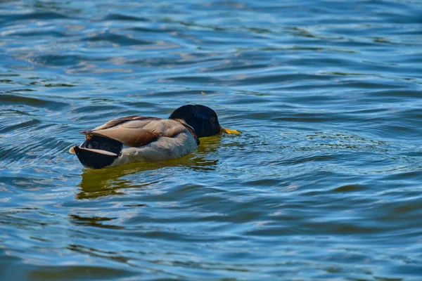 Enten im Teich von Kaliningrad im Sommer. — Stockfoto