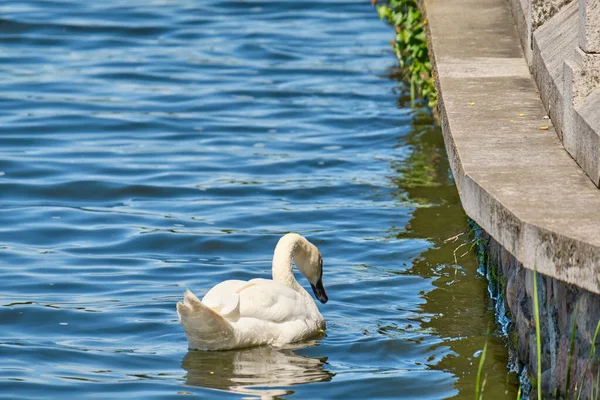 Der weiße Schwan im Teich von Kaliningrad im Sommer tagsüber. — Stockfoto