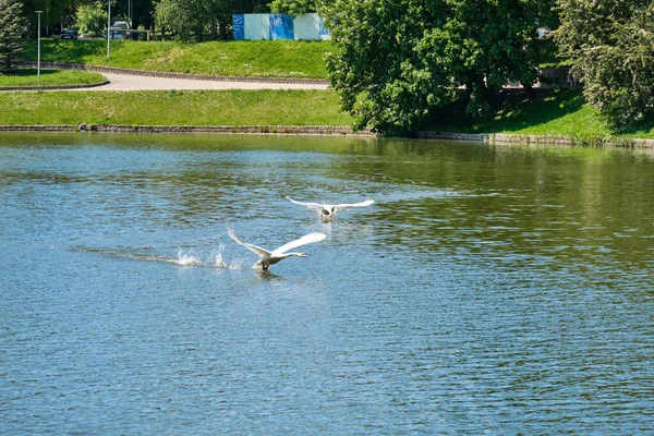 Ein weißer Schwan hebt am Sommernachmittag im Teich von Kaliningrad ab. — Stockfoto