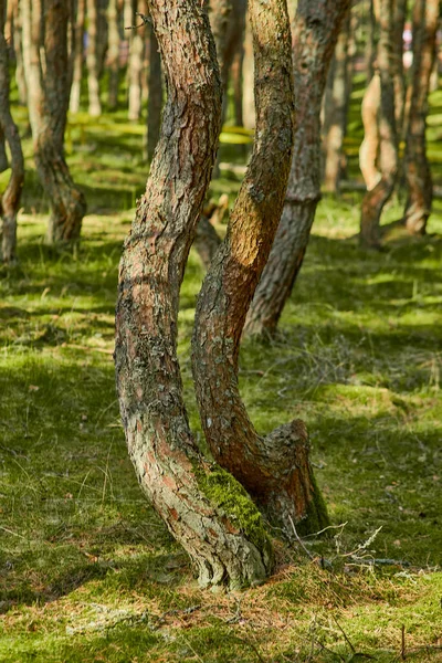 Dansbos Aan Kroatische Spit Van Regio Kaliningrad — Stockfoto