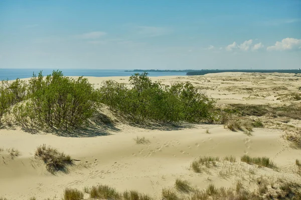 Kum tepeleri Rus Curonian Spit bölüm. Kaliningrad bölgesi, Rusya Federasyonu