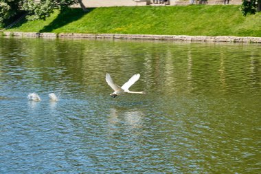 Beyaz bir kuğu yaz öğleden sonra Kaliningrad gölünde havalanıyor..