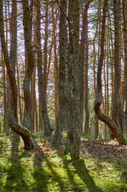 Kaliningrad bölgesinin Curonian Spit 'inde dans eden orman.