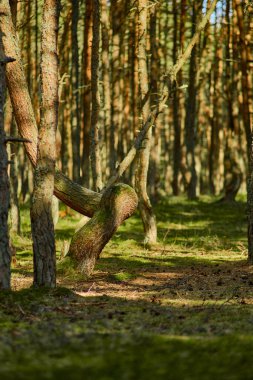Kaliningrad bölgesinin Curonian Spit 'inde dans eden orman.