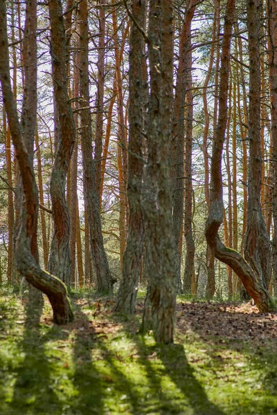 Floresta dançante no Cuspo Curoniano da região de Kaliningrado. — Fotografia de Stock