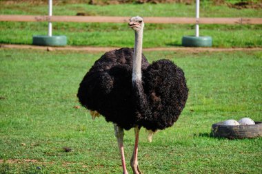 Yeşil çimlerde devekuşu.