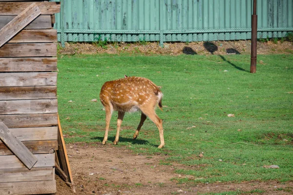 Paseo Ciervos Césped Verde Zoológico Privado Khabarovsk Rusia — Foto de Stock